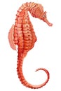 Seahorse on isolated white background, watercolor illustration