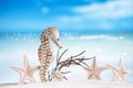 Seahorse with red corals on white sand beach Royalty Free Stock Photo