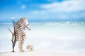 Seahorse with red corals on white sand beach