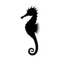 Seahorse silhouette isolated on white background