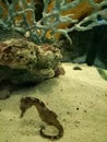 Seahorse small marine fish aquaria klcc