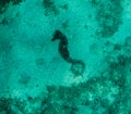 Seahorse