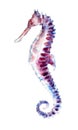 The seahorse, watercolor illustration isolated on white. Royalty Free Stock Photo