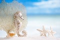 Seahorse with white starfish on white sand beach, ocean, sky an