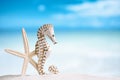 Seahorse with white starfish on white sand beach, ocean, sky an