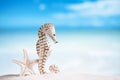 Seahorse with white starfish on white sand beach Royalty Free Stock Photo