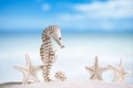 Seahorse with white starfish on white sand beach, ocean, sky an