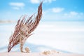 Seahorse with white starfish on white sand beach, ocean, sky an Royalty Free Stock Photo