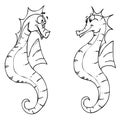 Seahorses Royalty Free Stock Photo