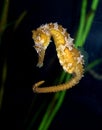Unique Shaped Seahorse Hippocampus