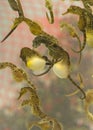 Seahorses Royalty Free Stock Photo