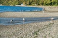 Seahurst Beach Seagulls Royalty Free Stock Photo