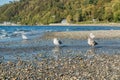 Seahurst Beach Seagulls 2 Royalty Free Stock Photo