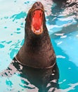Seal Royalty Free Stock Photo