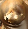 Seal