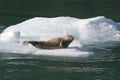 Seal on Alaskan Iceberg Royalty Free Stock Photo