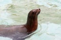 Seal animal ocean water blue amazing marine phoca