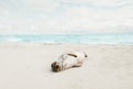 Seal animal relaxing on sandy beach sunbathing Royalty Free Stock Photo