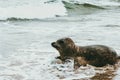 Seal animal at seaside of Grenen in Denmark Royalty Free Stock Photo