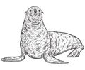 Seal animal.