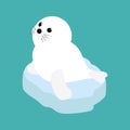 Seal baby on a ice floe