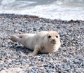 Seal baby laying on the beach