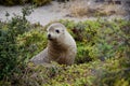 Seal baby at seal bay kangaroo island south australia