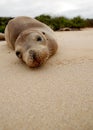 Seal basking on beach on Galapagos islands Royalty Free Stock Photo