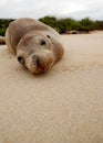 Seal basking on beach on Galapagos islands