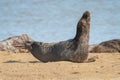 Seal basking on a beach Royalty Free Stock Photo