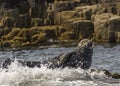 Seal Basking Royalty Free Stock Photo