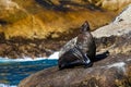 Seal basking in the morning sun Royalty Free Stock Photo