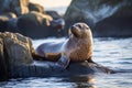 a seal basking on a rock in a protected marine area Royalty Free Stock Photo