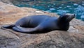 Seal basking in the sun Royalty Free Stock Photo