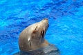 Seal basking in the sun Royalty Free Stock Photo