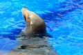 Seal basking in the sun Royalty Free Stock Photo