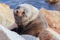 Seal in Narooma Inlet Australia