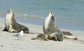 Seal Bay, Kangaroo Island, South Australia Royalty Free Stock Photo