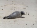 Seal on the Beach