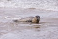 Seal on the Beach of Amrum