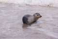 Seal on the Beach of Amrum