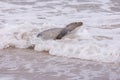 Seal on the Beach of Amrum Royalty Free Stock Photo
