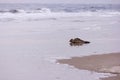 Seal on the Beach of Amrum