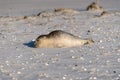 Seal on the Beach of Amrum