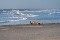 Seal on the Beach of Amrum