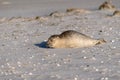 Seal on the Beach of Amrum