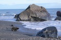 Seal on New Zealand beach