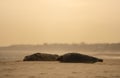 Seal on the beach in Norfolk at sunset Royalty Free Stock Photo