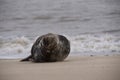 Seal on the beach in Norfolk at sunset