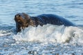 Seal on the beach in the water near helgoland Royalty Free Stock Photo